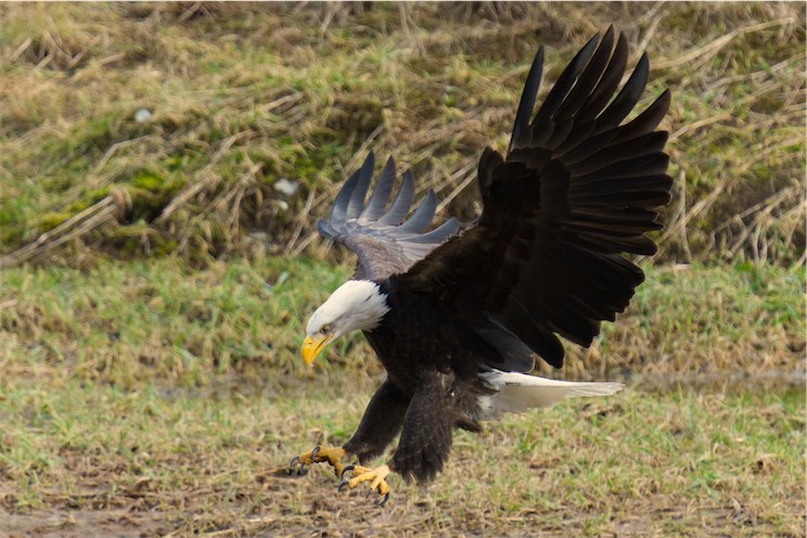 Landing