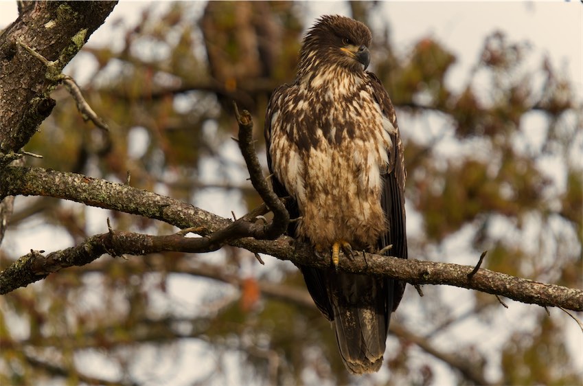 perched