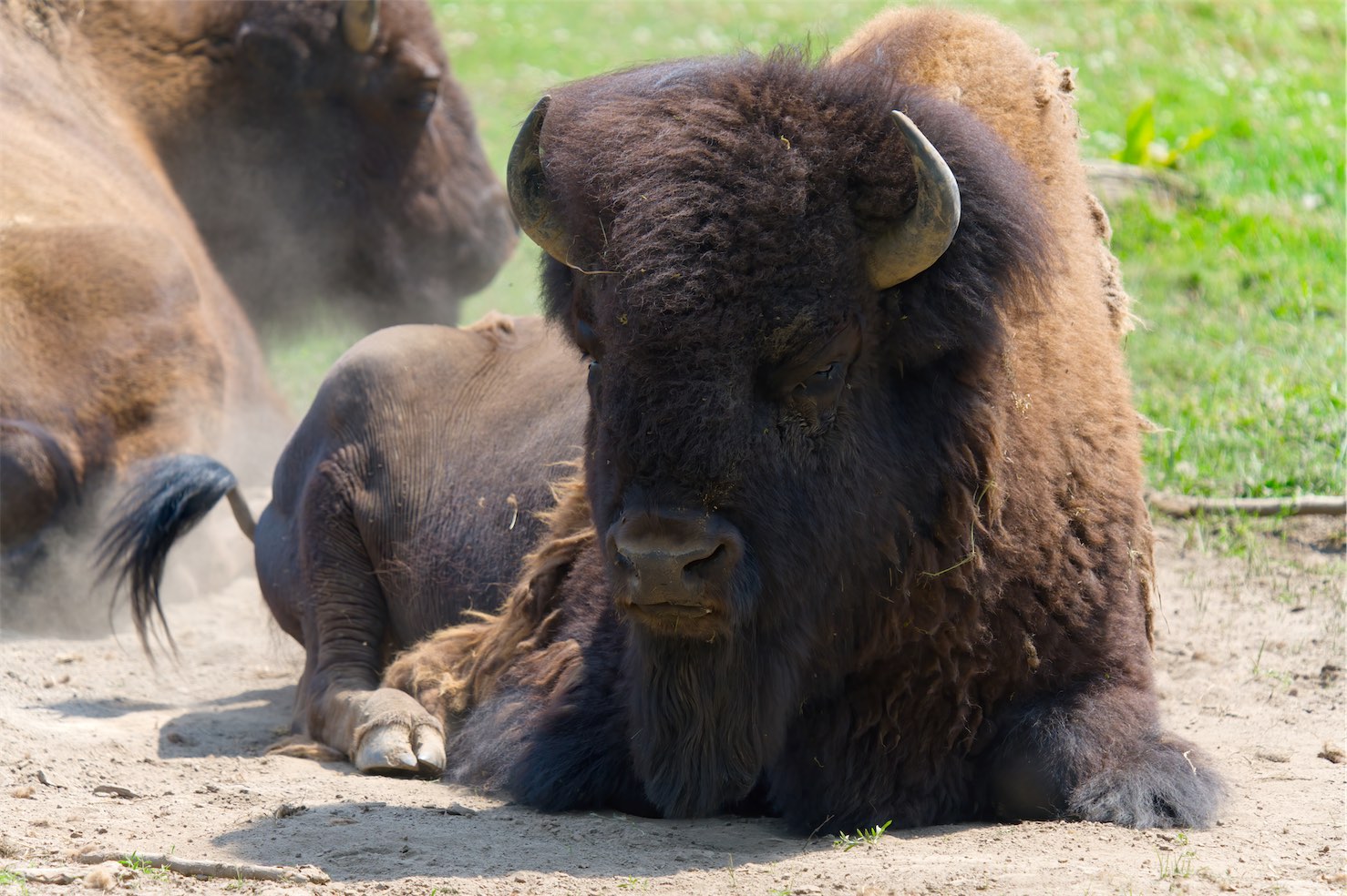 Bison