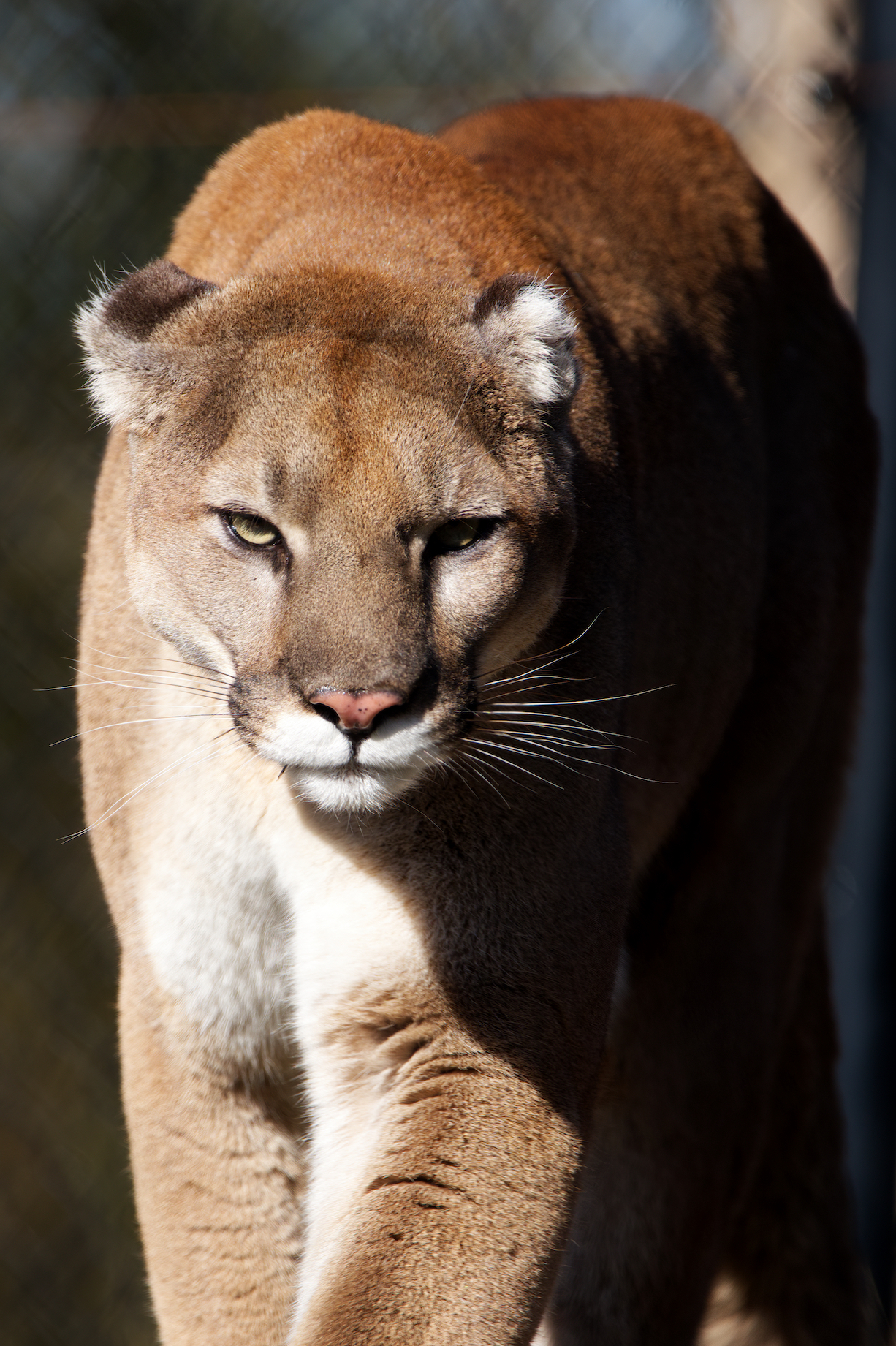 Cougar