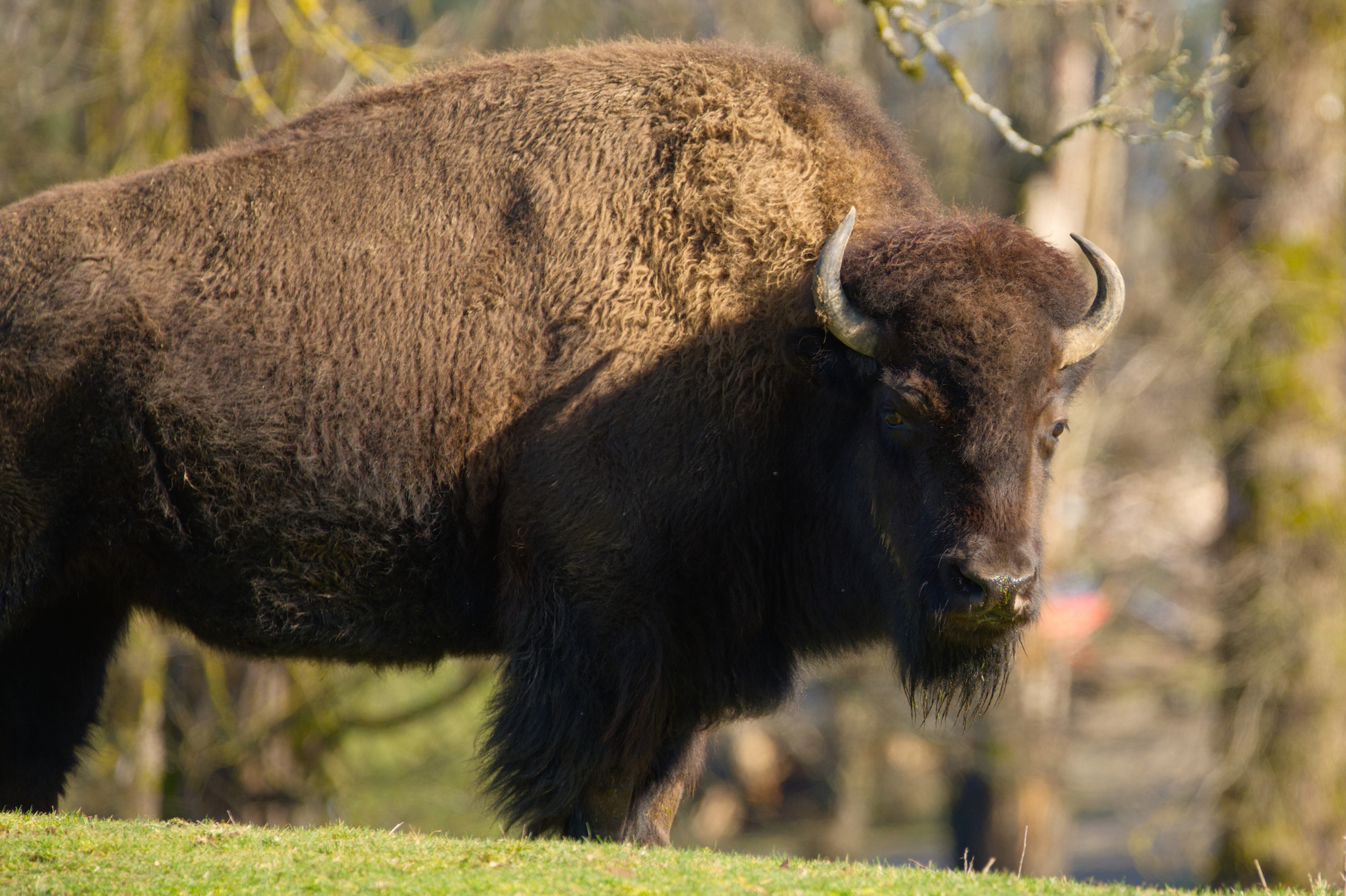 bison