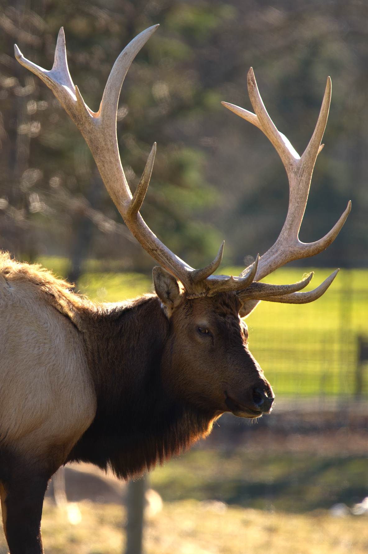 elk