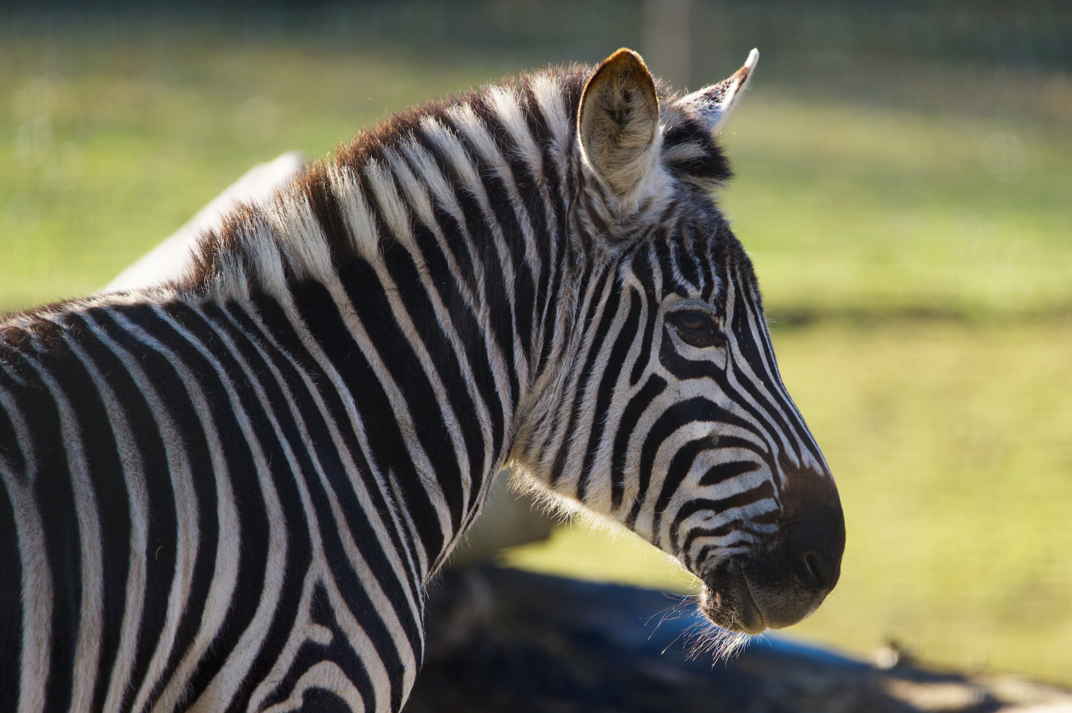 zebra