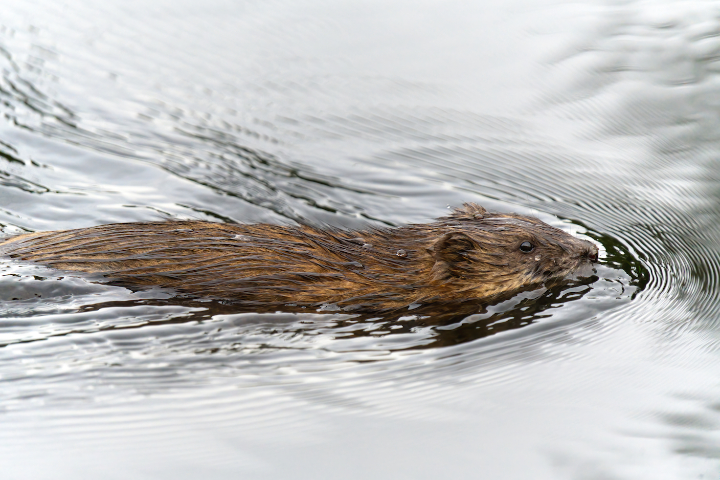 beaver