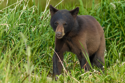 cub