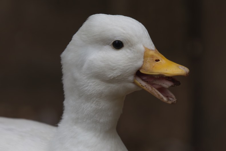 Duck