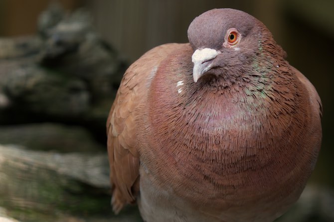 Pigeon