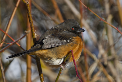 Towhee