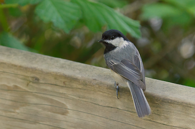 chickadee