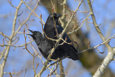 ravens