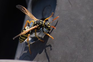 Bee