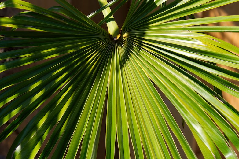 Palm